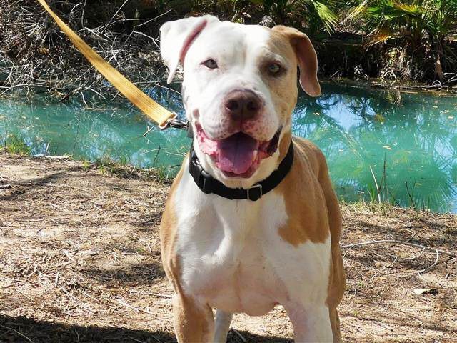 Adopt a friend: Atticus Finch